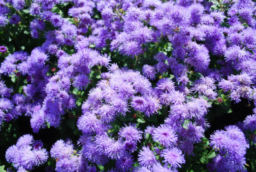 739951 (a): :2300x1540